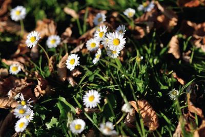 Daisies