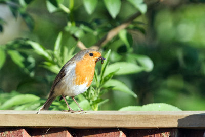 Robin