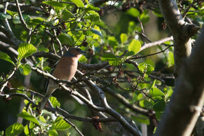 Chaffinch