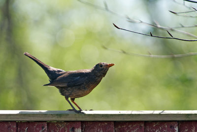 Blackbird alarmed by the arrival of a Magpie