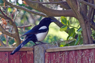 The Magpie