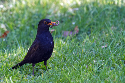 Blackbird