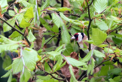 Goldfinch