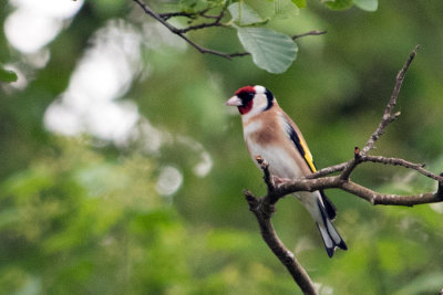 Goldfinch