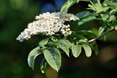 Elderflower