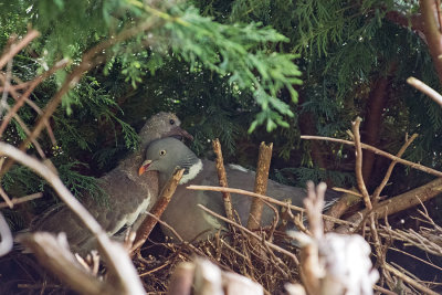 Wood Pigeons - adult and chick