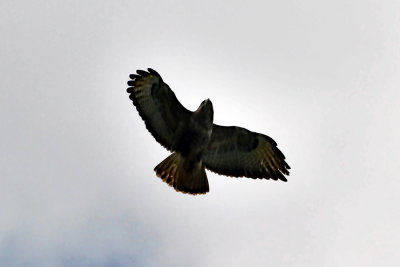 Buzzard