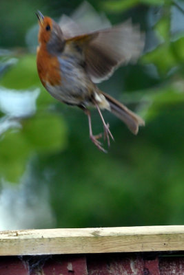 Robin