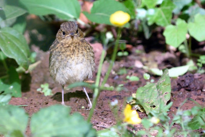 Juvenile Robin