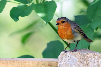 Robin