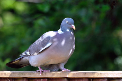Wood Pigeon