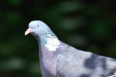 Wood Pigeon