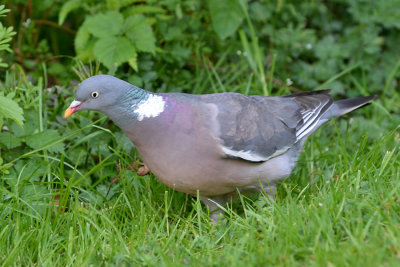 Wood Pigeon