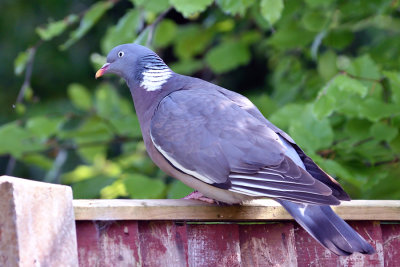 Wood Pigeon