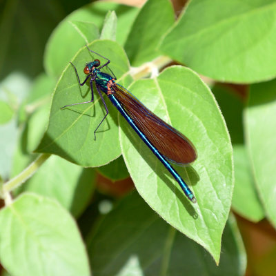 Damselfly - I think this is a female 'Beautiful Demoiselle'