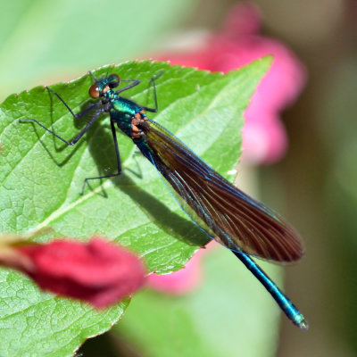 Damselfly -I think this is a female 'Beautiful Demoiselle'