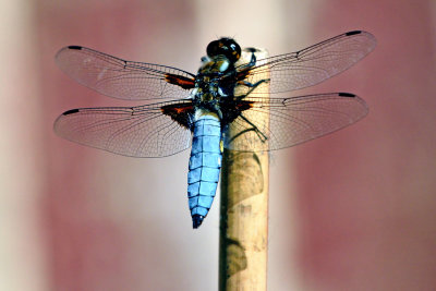 Dragonfly - I think this is a Broad-Bodied Chaser