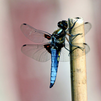 Dragonfly - I think this is a Broad-Bodied Chaser