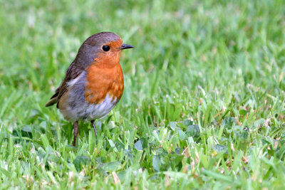 Robin