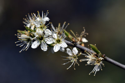 Blackthorn