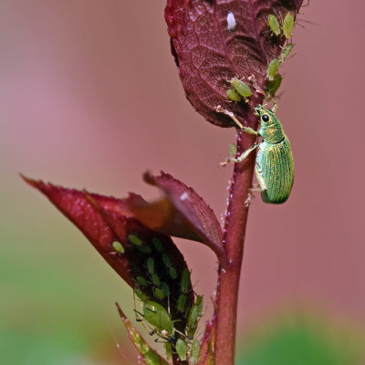 Green Leaf Weevil - I think