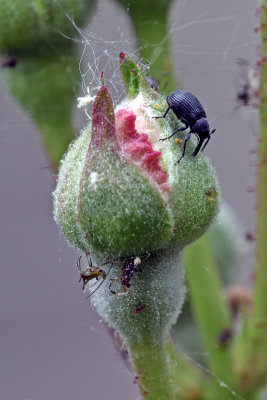 Weevil - the body is about 2mm long