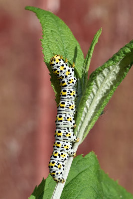Mullein moth caterpillar on a Buddleja 