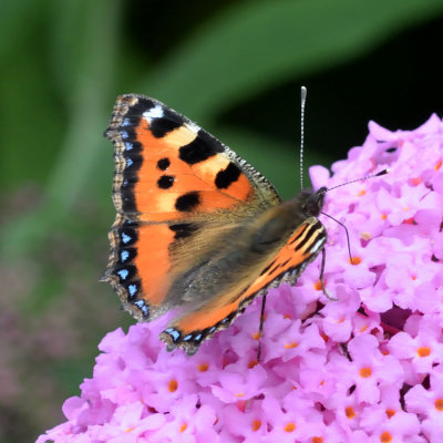 Small Tortoiseshell Butterfly