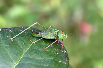 Speckled Bush-cricket - Female
