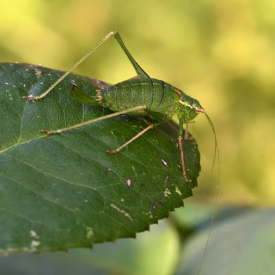 Speckled Bush-cricket - Female