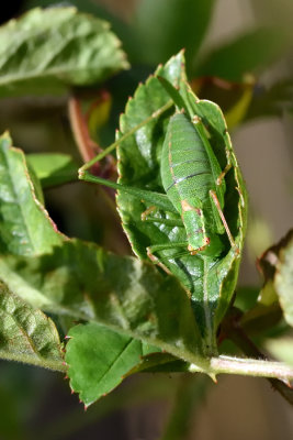 Camouflage - Speckled Bush-cricket - Female