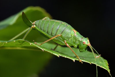 Speckled Bush-cricket - Female