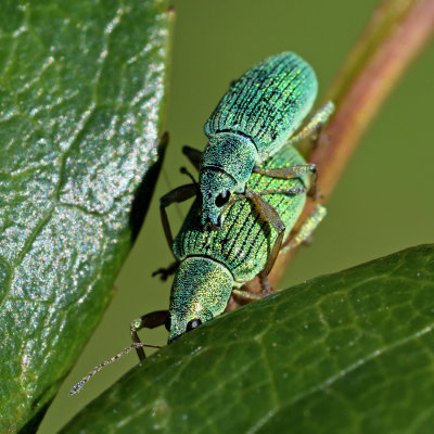 Green Leaf Weevils
