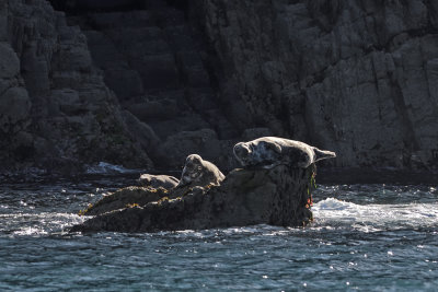 Grey seals in Gannet's Bay
