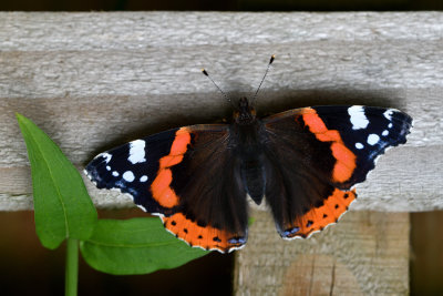 Freshly minted Red Admiral Butterfly