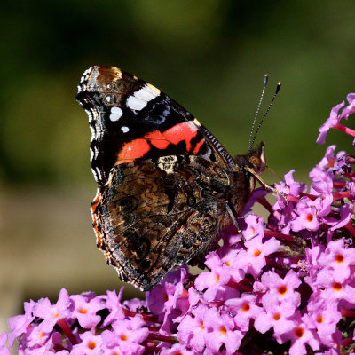 Admiral Butterfly
