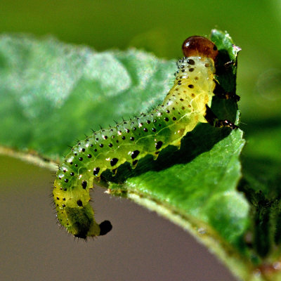Rose Sawfly Caterpillar