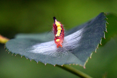 Grey Dagger Caterpillar