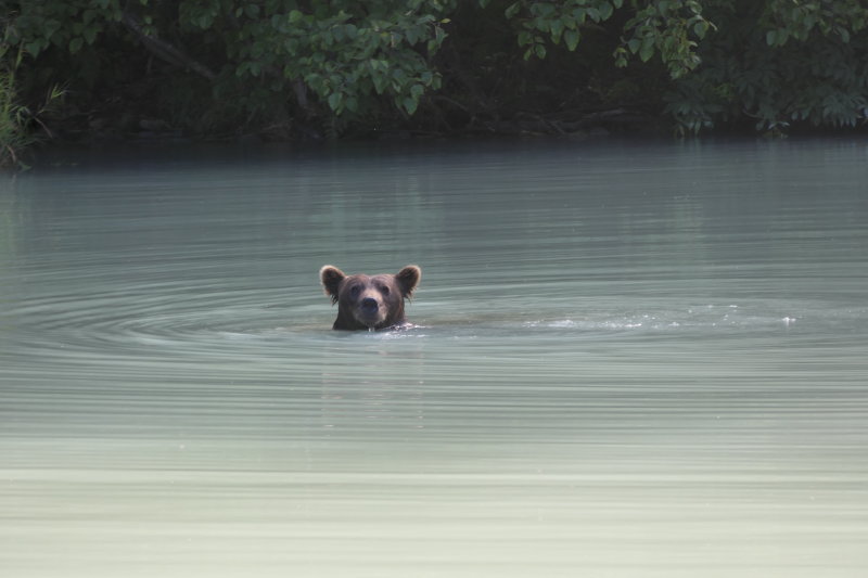 Teddy Bear!