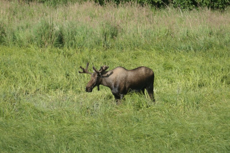 Moose!