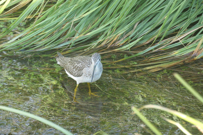 Solitary Sandpiper at Potter Marsh