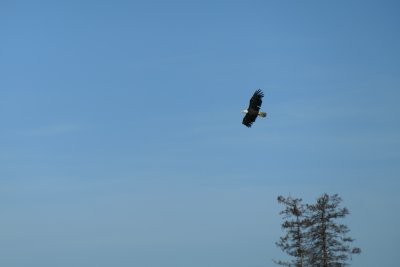 Bald Eagle near Wolverine Creek