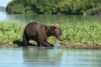 Grizzly Bear plays in the water