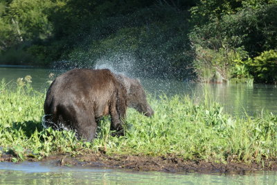Grizzly shakes off water