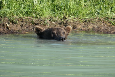 Grizzly searches water for fish