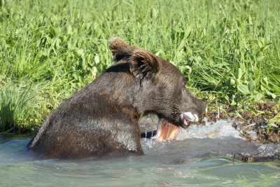 Grizzly finds fish