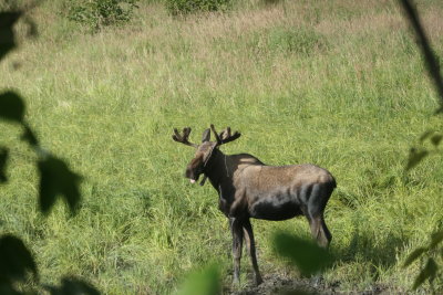 Playful Moose