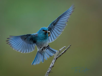 Bluebird approach