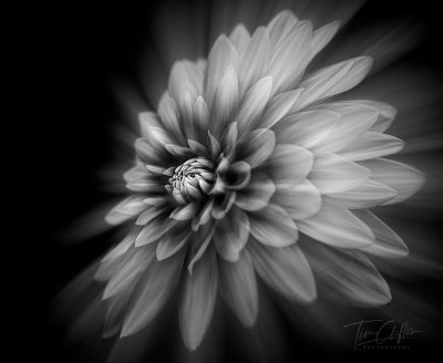 Flowers, Macro, & Abstract:  Click image to open gallery
