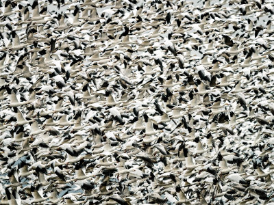 Snow Goose Central